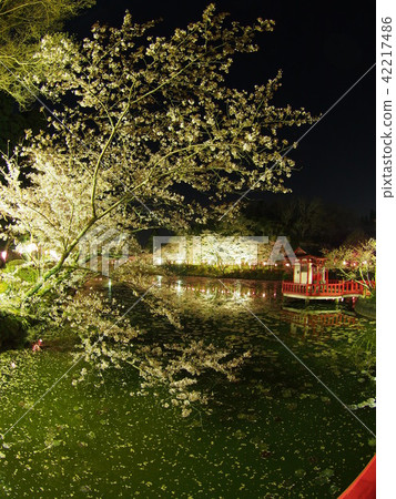 Mobara Sakura Festival Mobara Sakura Festival 42217486