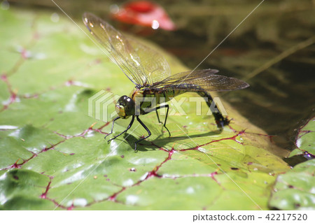 產卵 產卵 42217520