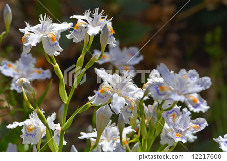 植物：Shiga Iidae 42217600