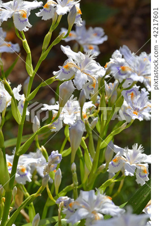 植物：Shiga Iidae 42217601