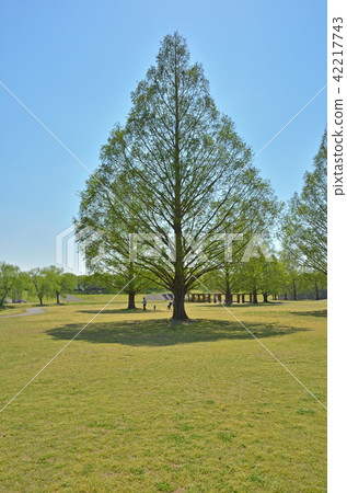 Meanuma稻田:大宮第二公園 Meanuma稻田:大宮第二公園 42217743