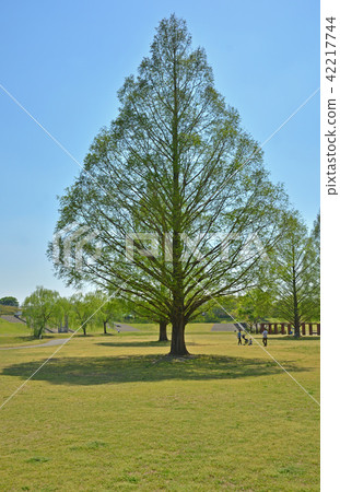 Meanuma稻田：大宮第二公園 42217744