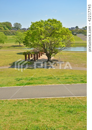Meanuma paddy: Omiya second park Meanuma paddy: Omiya second park 42217745