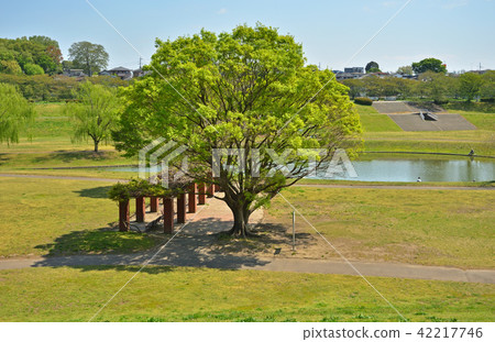Meanuma稻田:大宮第二公園 Meanuma稻田:大宮第二公園 42217746