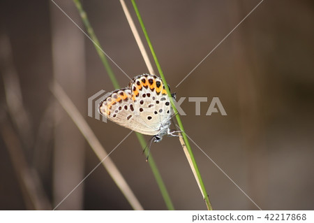 Affiliation 42217868