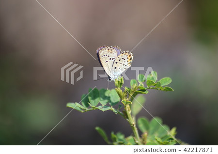 Miyamashita and Komatsunagi Miyamashita and Komatsunagi 42217871