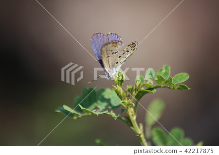 Miyamashita and Komatsunagi 42217875