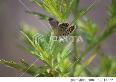 Miyamashijimi 42217876