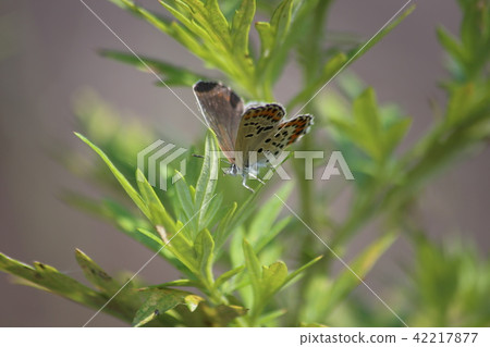 Affiliation Affiliation 42217877