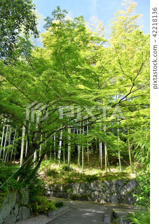 Haruyamaen Shinsakukaku in spring Haruyamaen Shinsakukaku in spring 42218136