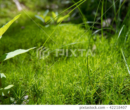 Takeo Takeyo Mire Sugiokake Tree Road 42218407