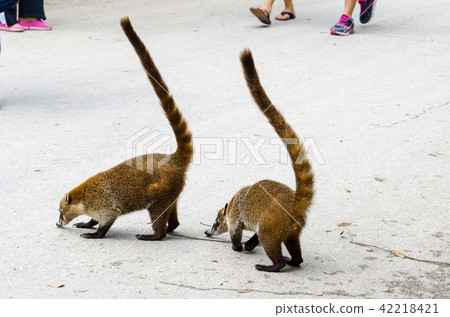 坎昆的動物 坎昆的動物 42218421