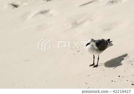 在海灘上的海鷗 42218427