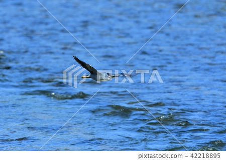Sasagoi which fly to the back of the water 42218895