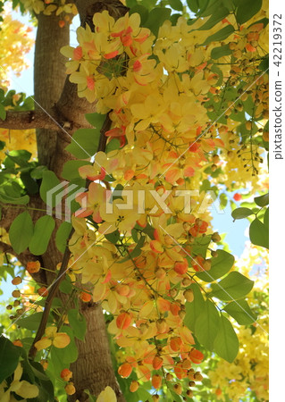 Rainbow shower 42219372