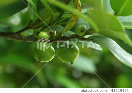 Natural plant Fukugi, a classic of the row of trees in Okinawa. This is the summer young fruit. A flying fox will come when it ripen yellow Natural plant Fukugi, a classic of the row of trees in Okinawa. This is the summer young fruit. A flying fox will come when it ripen yellow 42219591