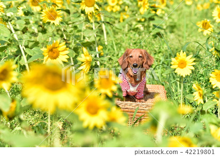 達克斯和向日葵 達克斯和向日葵 42219801