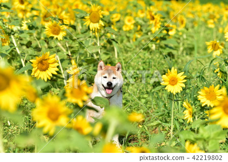 Shiba Inu和向日葵 42219802