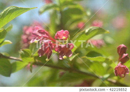 Trees: Duckwort honeysuckle family 42219852