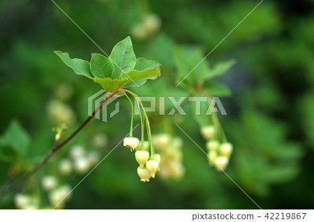 Tree: Sarasa Doudan azalea Tree: Sarasa Doudan azalea 42219867