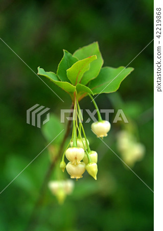 Tree: Sarasa Doudan azalea 42219868