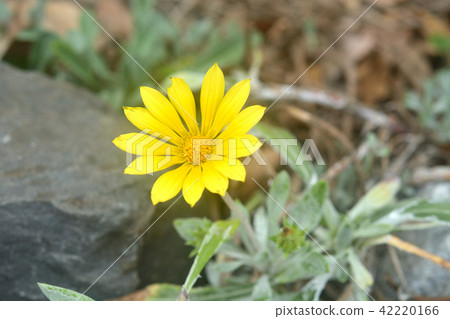 Plants: Gazania Ligensk Plants: Gazania Ligensk 42220166