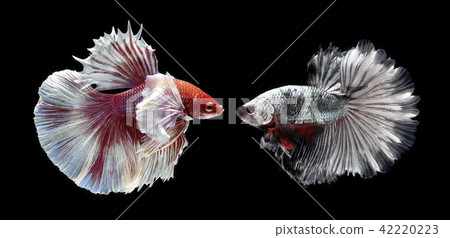 Fighting fish , beautiful fish Fighting fish , beautiful fish 42220223