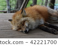Sweet dreams  42221700