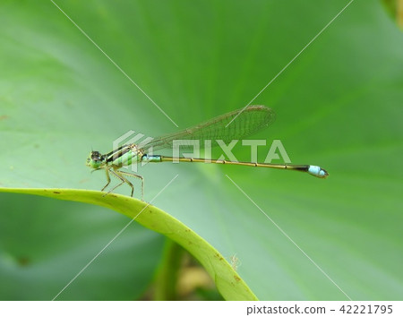 Ao montitonbo (male) that stops on lotus Ao montitonbo (male) that stops on lotus 42221795