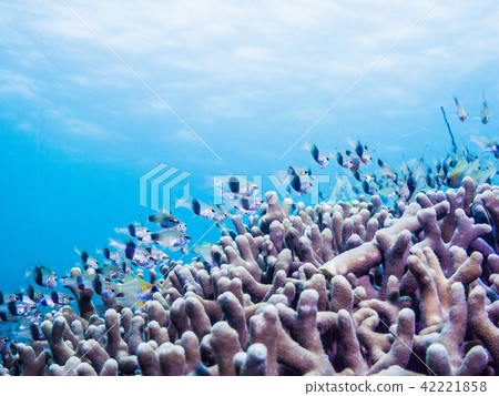 The coral reef sea where tropical fish gather. Yap Micronesia The coral reef sea where tropical fish gather. Yap Micronesia 42221858