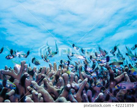 The coral reef sea where tropical fish gather. Yap Micronesia The coral reef sea where tropical fish gather. Yap Micronesia 42221859