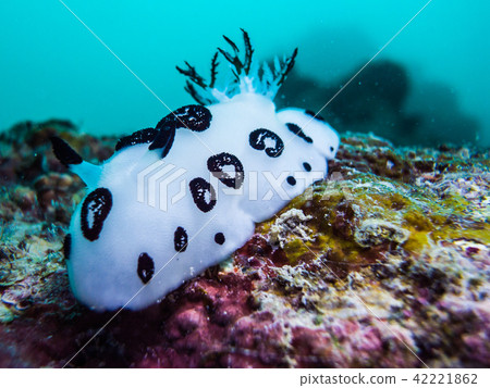 Blue tie. Jorunna funebris I see it on a rock with a good tide. Yap, Micronesia Blue tie. Jorunna funebris I see it on a rock with a good tide. Yap, Micronesia 42221862