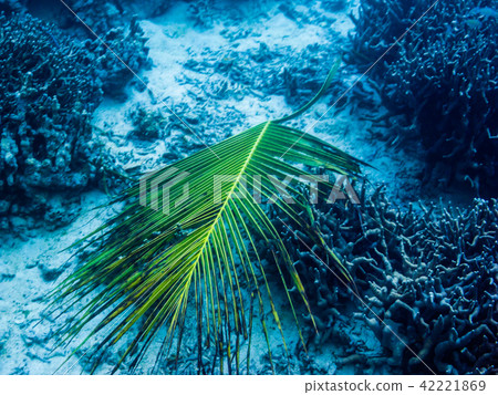 Palm leaves drifting over the coral sand of the lagoon. Yap Micronesia 42221869