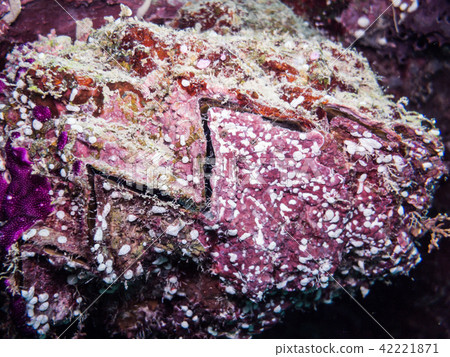 Shakogaki Hyotissa hyotis Yap密克羅尼西亞 42221871