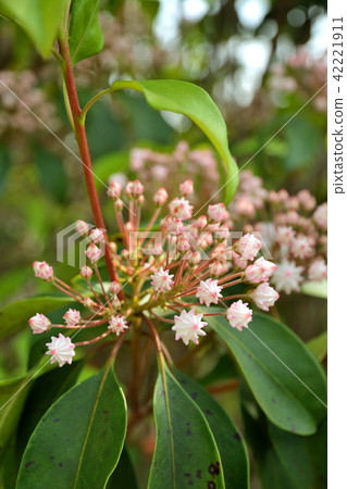 樹：美國杜鵑花杜鵑花 42221911