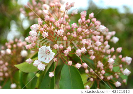 樹：美國杜鵑花杜鵑花 42221913