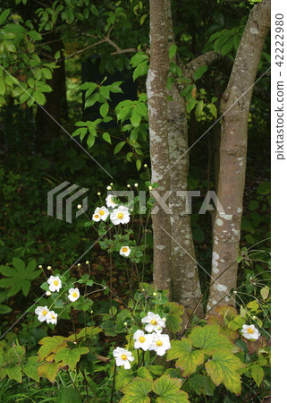 打破碗花花 42222980