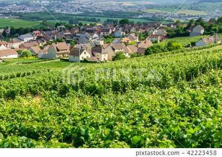 Row vine grape in champagne vineyards Row vine grape in champagne vineyards 42223458