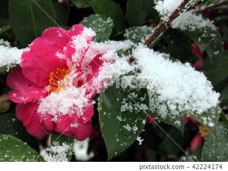 練馬區雪景 42224174