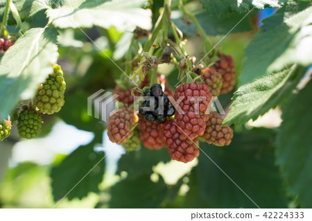Blackberry  42224333