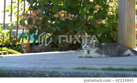 也在漁港後面的貓的後面 42224843
