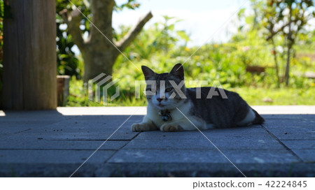 Cat at the fishing port 42224845