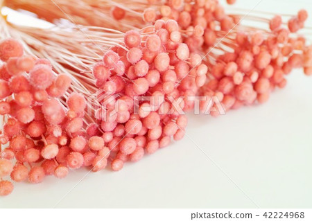 Dried flower Dried flower 42224968