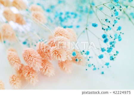 Dried flower Dried flower 42224975