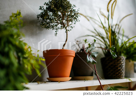 Houseplant withering on wooden shelf in room Houseplant withering on wooden shelf in room 42225023