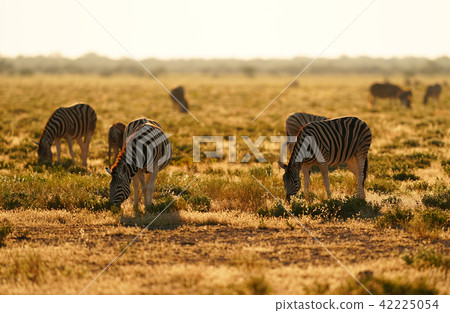 查普曼斑馬 42225054