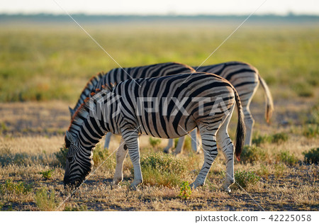 查普曼斑馬 42225058