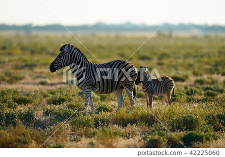 查普曼斑馬 42225060