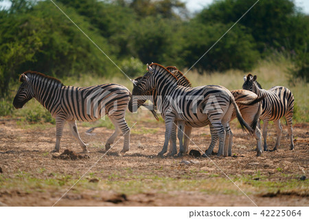 查普曼斑馬 42225064