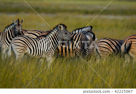 查普曼斑馬 42225067